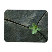 Plant dat in de boulder groeit magneet (Horizontaal)