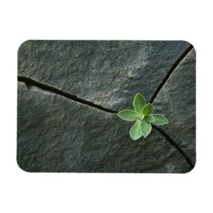 Plant dat in de boulder groeit magneet