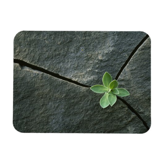 Plant dat in de boulder groeit magneet (Horizontaal)