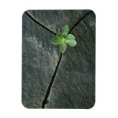 Plant dat in de boulder groeit magneet (Verticaal)