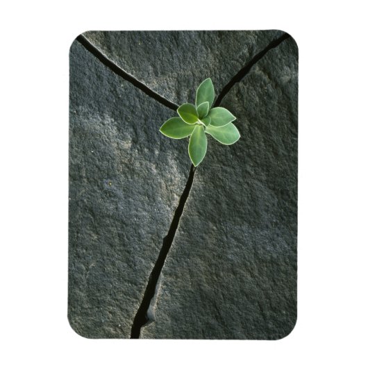Plant dat in de boulder groeit magneet (Verticaal)