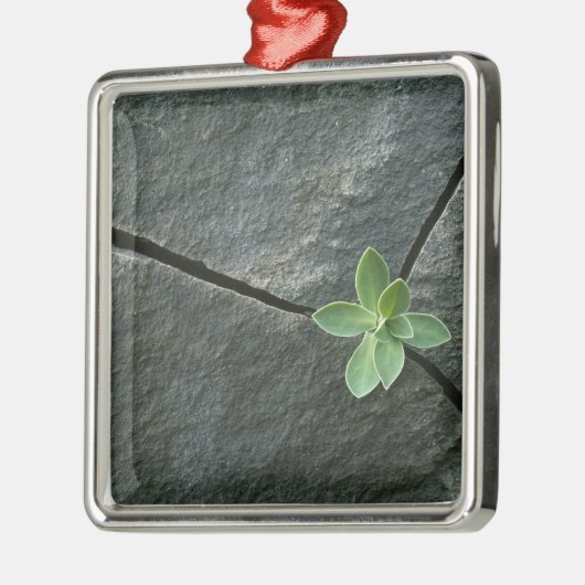 Plant dat in de boulder groeit metalen ornament (Links)