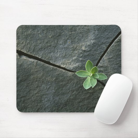 Plant dat in de boulder groeit muismat (Met muis)