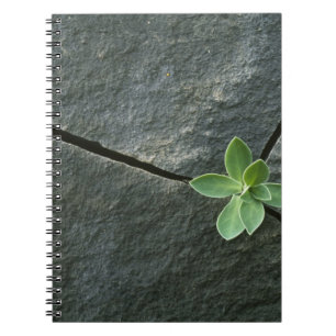 Plant dat in de boulder groeit notitieboek