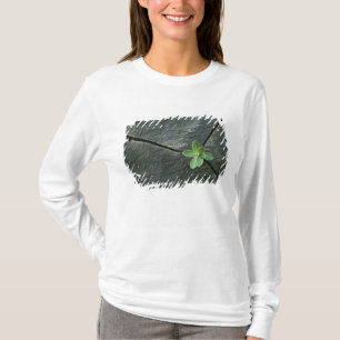 Plant dat in de boulder groeit t-shirt
