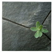 Plant dat in de boulder groeit tegeltje (Voorkant)