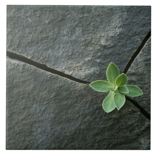 Plant dat in de boulder groeit tegeltje (Voorkant)