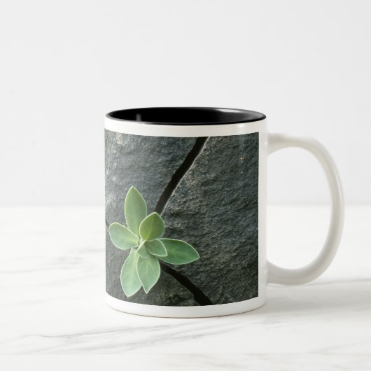 Plant dat in de boulder groeit tweekleurige koffiemok (Rechts)