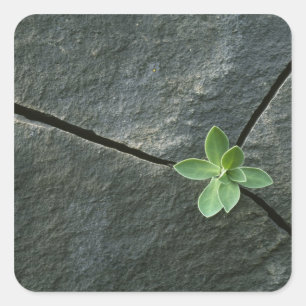 Plant dat in de boulder groeit vierkante sticker