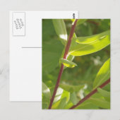 Plant Detail Briefkaart (Voorkant / Achterkant)