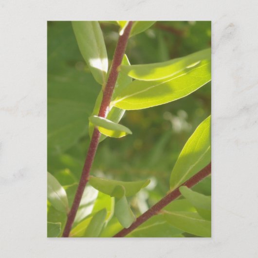 Plant Detail Briefkaart (Voorkant)