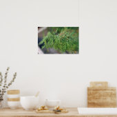 Plant Dill Poster (Keuken)