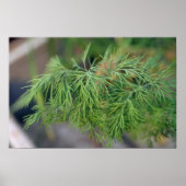 Plant Dill Poster (Voorkant)