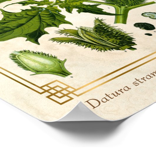  Plant Duivel sans Botanisch Poster (Hoek)