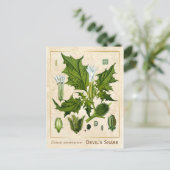  Plant Duivel sans Briefkaart (Staand voorkant)