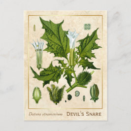 Plant Duivel sans Briefkaart