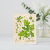 Plant Engels Oak Botanisch Briefkaart (Staand voorkant)
