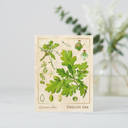  Plant Engels Oak Botanisch Briefkaart (Staand voorkant)