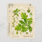  Plant Engels Oak Botanisch Briefkaart (Voorkant / Achterkant)