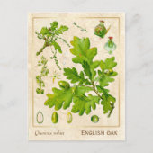  Plant Engels Oak Botanisch Briefkaart (Voorkant)