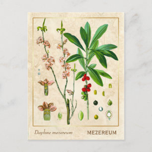  Plant februari DAPHNE botanisch Briefkaart