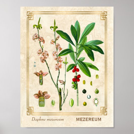 Plant februari DAPHNE botanisch Poster (Voorkant)