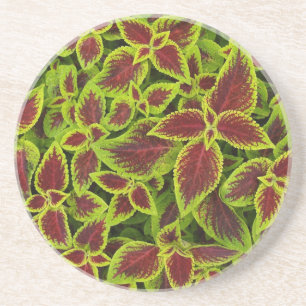 Plant/Flower Series—Rood en Groen Coleus Onderzett Zandsteen Onderzetter