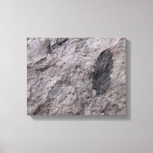 Plant Fossil 350 miljoen jaar. Oud fotoafdrukken Canvas Afdruk