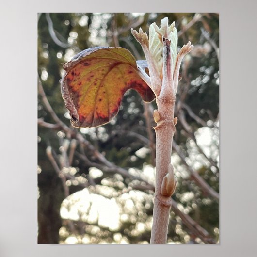 Plant Foto Poster (Voorkant)