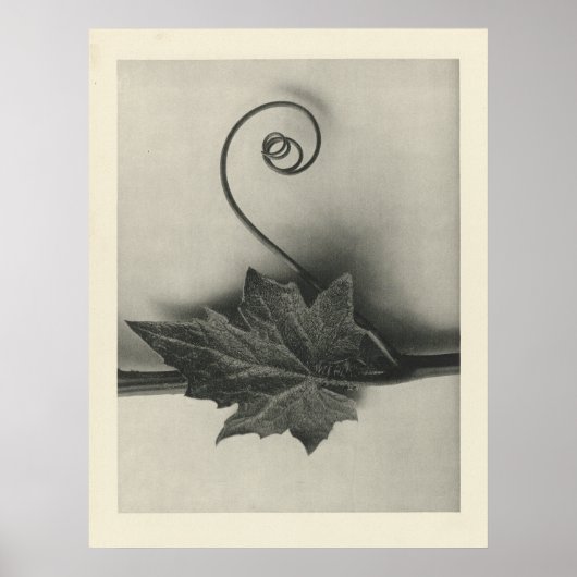  Plant Fotografie - Archival Print (Voorkant)
