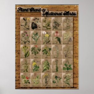 Plant Grafiek van medicinale kruiden 1 24 x 20 inc Poster