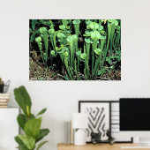 Plant Groene Pitcher Poster (Thuiskantoor)