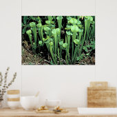 Plant Groene Pitcher Poster (Keuken)