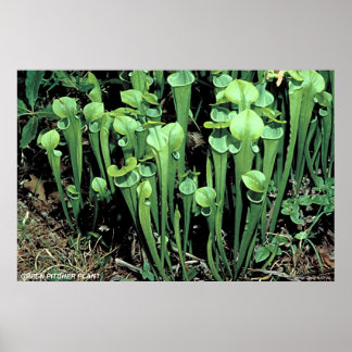 Plant Groene Pitcher Poster
