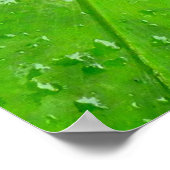 Plant Hawaiian Ginger Poster (Hoek)