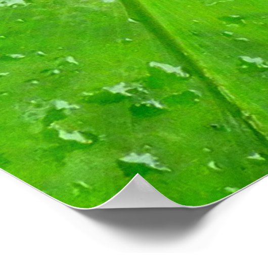 Plant Hawaiian Ginger Poster (Hoek)