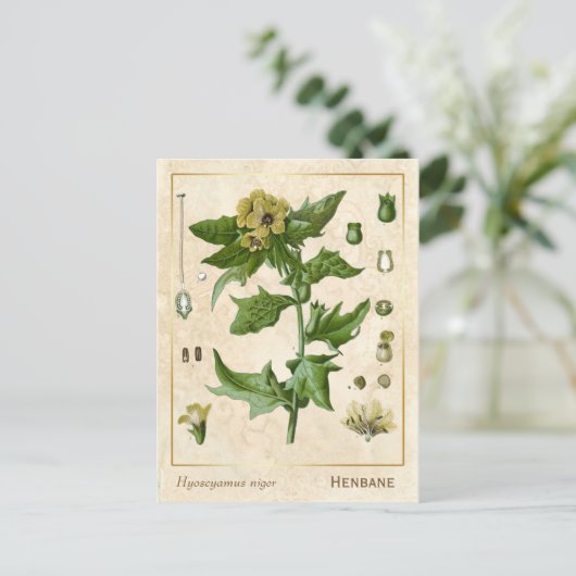  Plant Henbane Herb Botanisch Briefkaart (Staand voorkant)