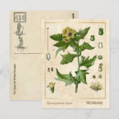  Plant Henbane Herb Botanisch Briefkaart (Voorkant / Achterkant)