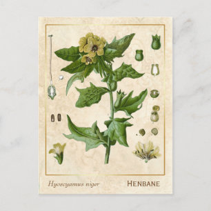 Plant Henbane Herb Botanisch Briefkaart