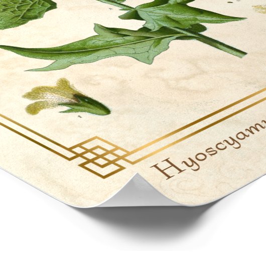 Plant Henbane Herb Botanisch Poster (Hoek)