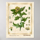  Plant Henbane Herb Botanisch Poster (Voorkant)