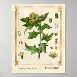  Plant Henbane Herb Botanisch Poster