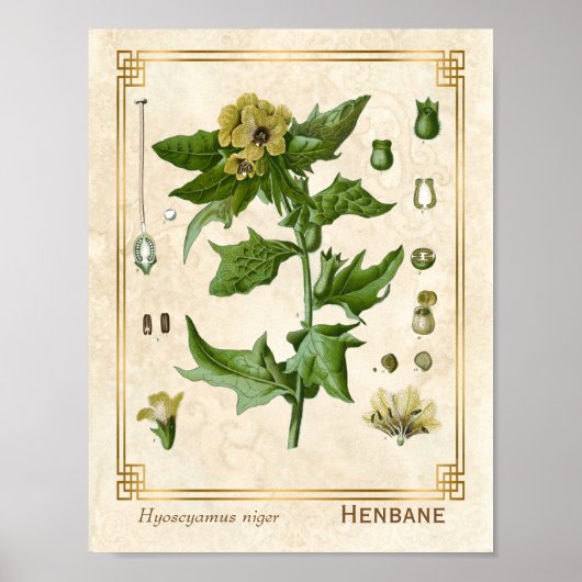  Plant Henbane Herb Botanisch Poster (Voorkant)
