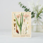  Plant herfst Crocus Botanical Briefkaart (Staand voorkant)