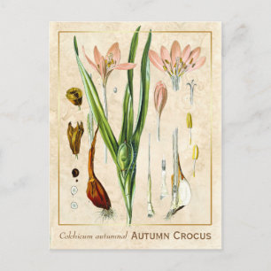 Plant herfst Crocus Botanical Briefkaart