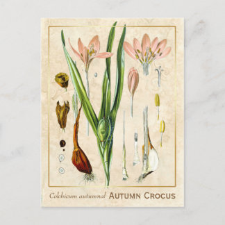 Plant herfst Crocus Botanical Briefkaart