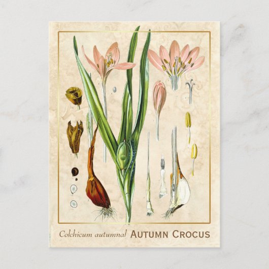  Plant herfst Crocus Botanical Briefkaart (Voorkant)