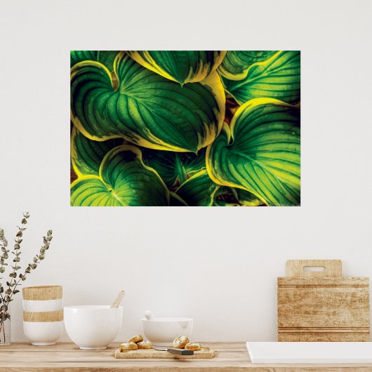 Plant - Hosta Leaves Poster (Keuken)
