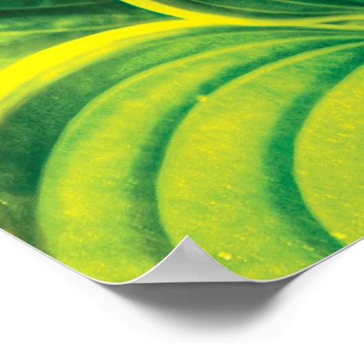 Plant - Hosta Leaves Poster (Hoek)