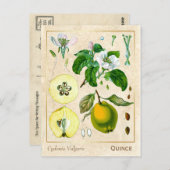  Plant kweepeltje botanisch Briefkaart (Voorkant / Achterkant)